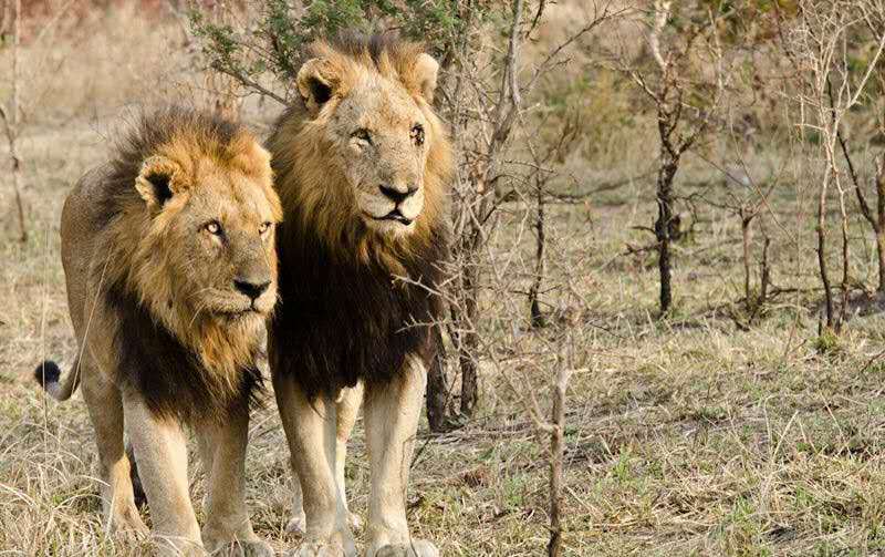 狮子|不朽的荣耀——雄狮坏男孩联盟