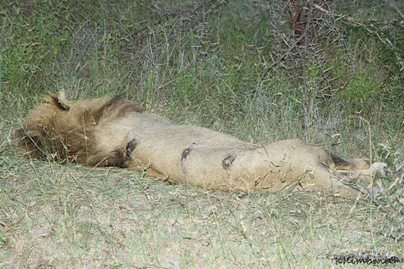 狮子|不朽的荣耀——雄狮坏男孩联盟