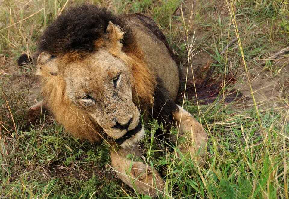 狮子|不朽的荣耀——雄狮坏男孩联盟