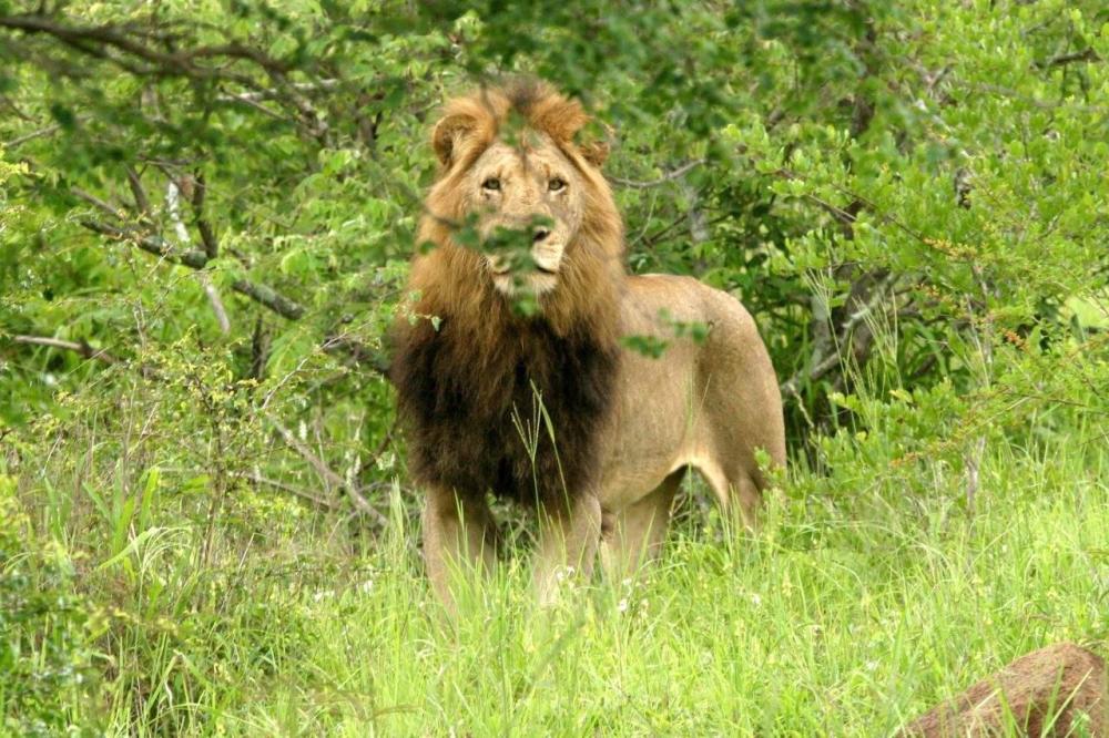 狮子|不朽的荣耀——雄狮坏男孩联盟