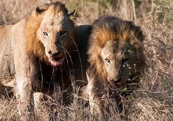 狮子|不朽的荣耀——雄狮坏男孩联盟