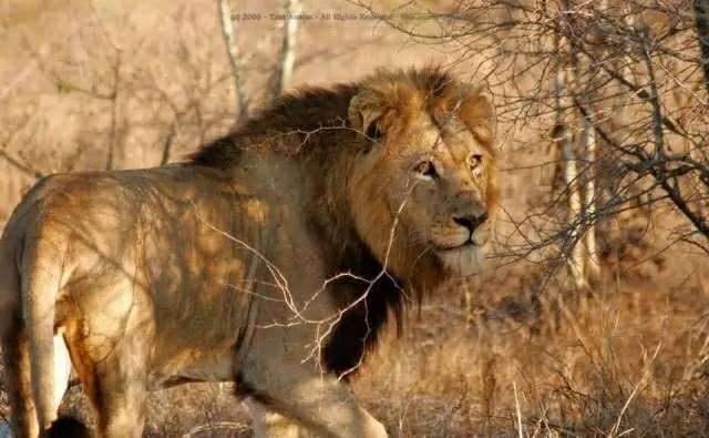 狮子|不朽的荣耀——雄狮坏男孩联盟