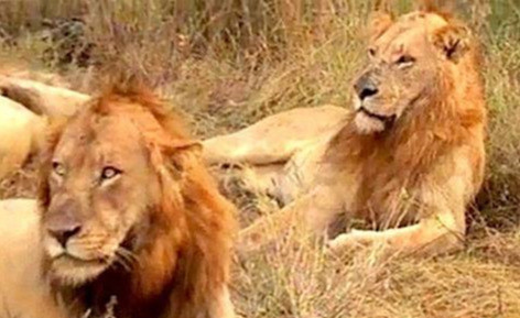 狮子|不朽的荣耀——雄狮坏男孩联盟