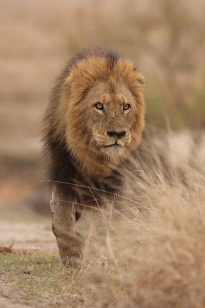 狮子|不朽的荣耀——雄狮坏男孩联盟