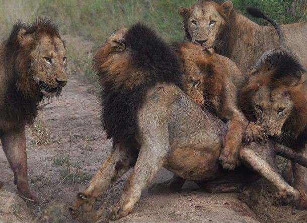 狮子|不朽的荣耀——雄狮坏男孩联盟