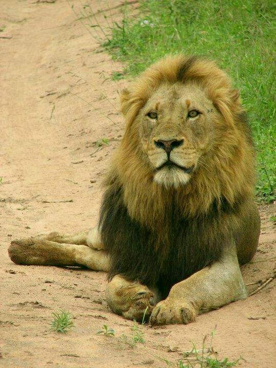 狮子|不朽的荣耀——雄狮坏男孩联盟