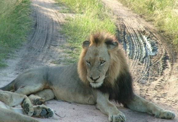 狮子|不朽的荣耀——雄狮坏男孩联盟