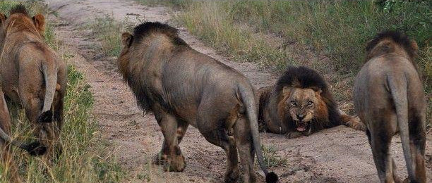 狮子|不朽的荣耀——雄狮坏男孩联盟