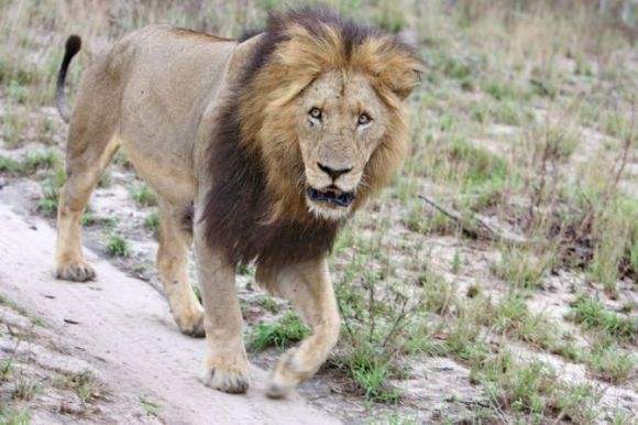 狮子|不朽的荣耀——雄狮坏男孩联盟