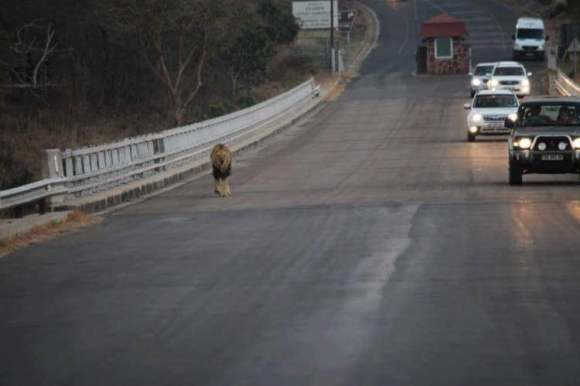 狮子|不朽的荣耀——雄狮坏男孩联盟