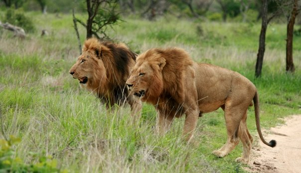 狮子|不朽的荣耀——雄狮坏男孩联盟