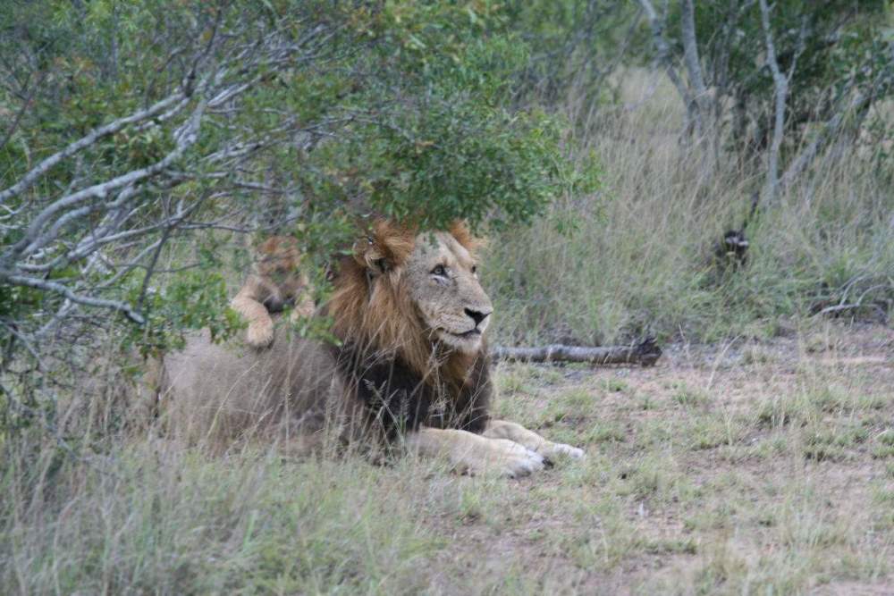 狮子|不朽的荣耀——雄狮坏男孩联盟