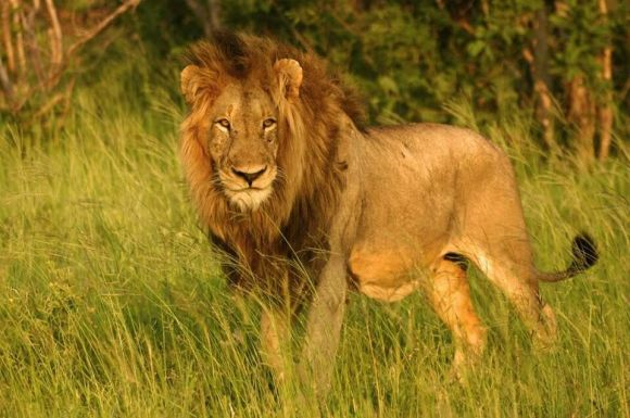 狮子|不朽的荣耀——雄狮坏男孩联盟