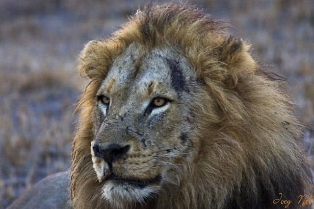 狮子|不朽的荣耀——雄狮坏男孩联盟