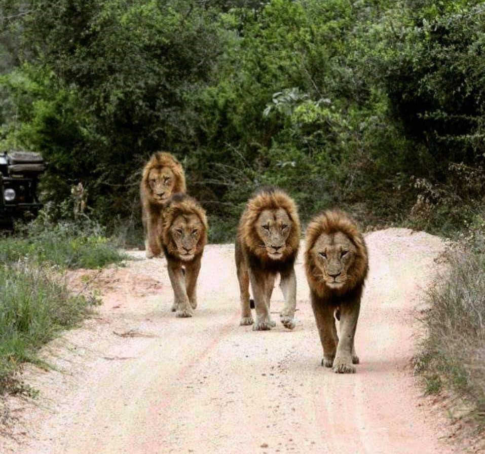 狮子|不朽的荣耀——雄狮坏男孩联盟