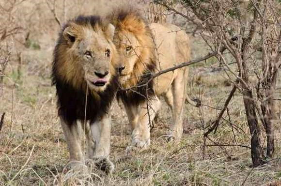 狮子|不朽的荣耀——雄狮坏男孩联盟