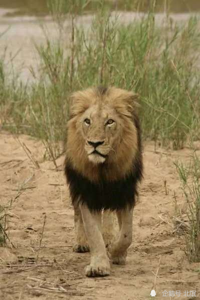 狮子|不朽的荣耀——雄狮坏男孩联盟