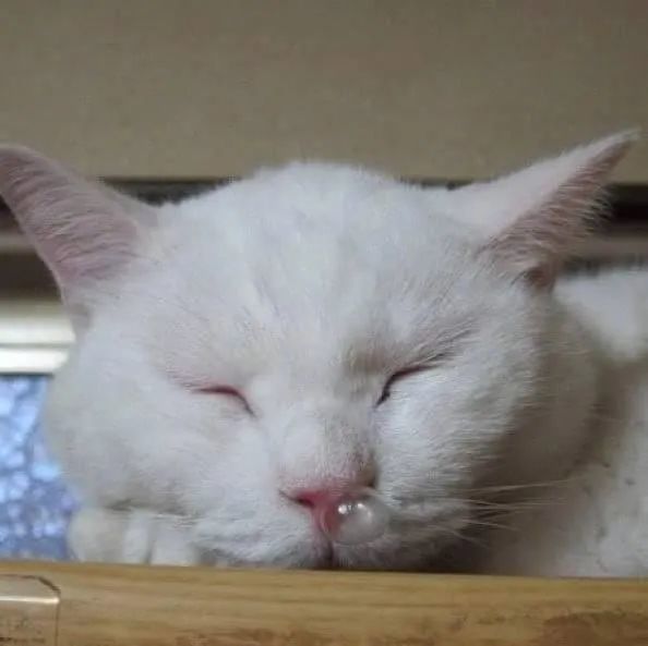 天气冷了猫咪感冒了也吹起了泡泡