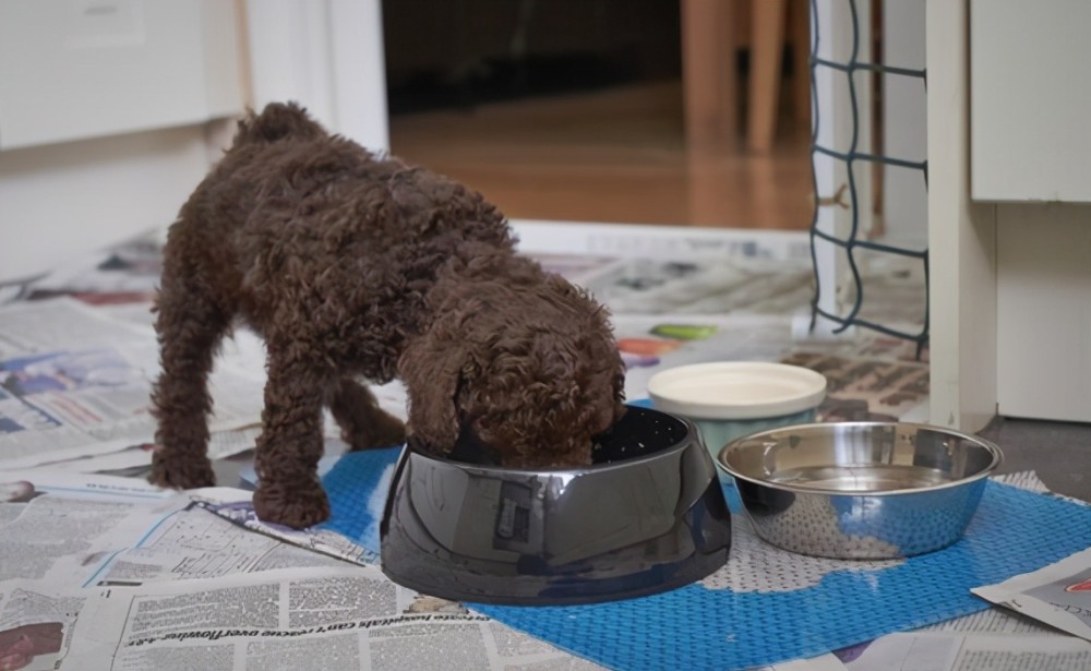 这7种 不耐寒 的狗狗 遇上低温天气时 主人要做好保暖工作 腾讯新闻