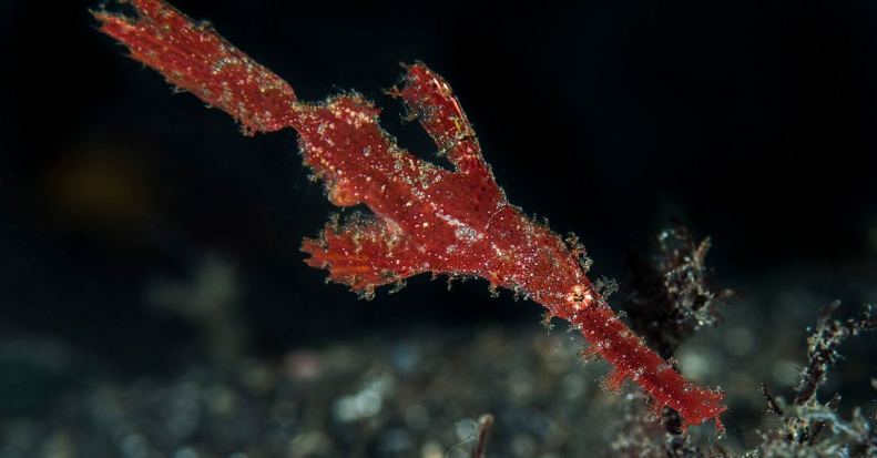 海马|雄性海马的“好爸爸”称号从何而来？有时候它也是渣男