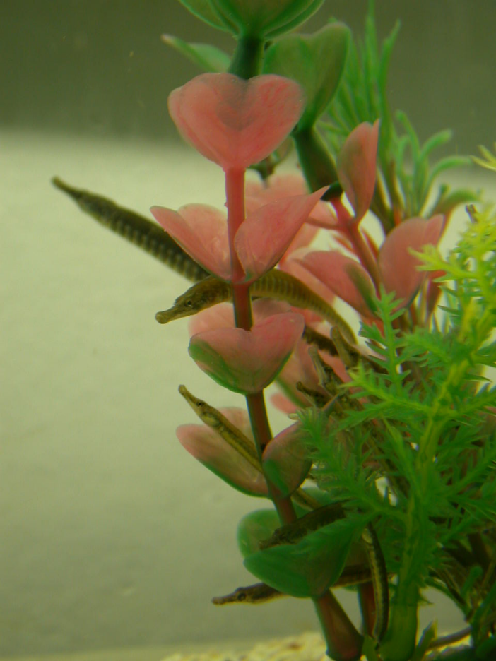 海马|雄性海马的“好爸爸”称号从何而来？有时候它也是渣男