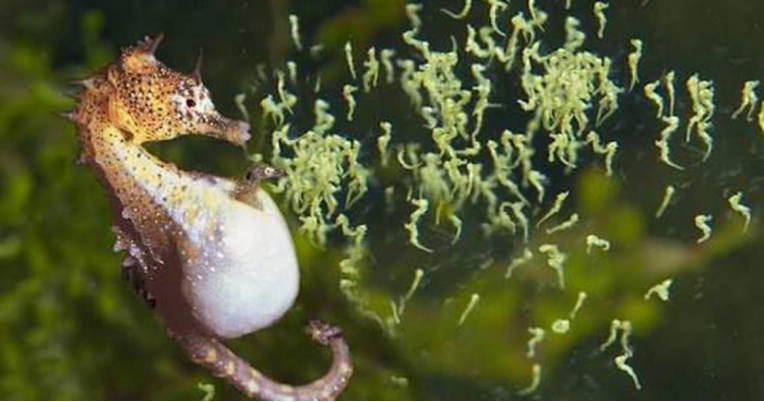 海马|雄性海马的“好爸爸”称号从何而来？有时候它也是渣男