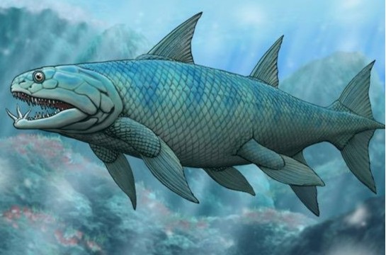 4亿多年前 文昌鱼进化成原始鱼类 人类的祖先也有机会诞生