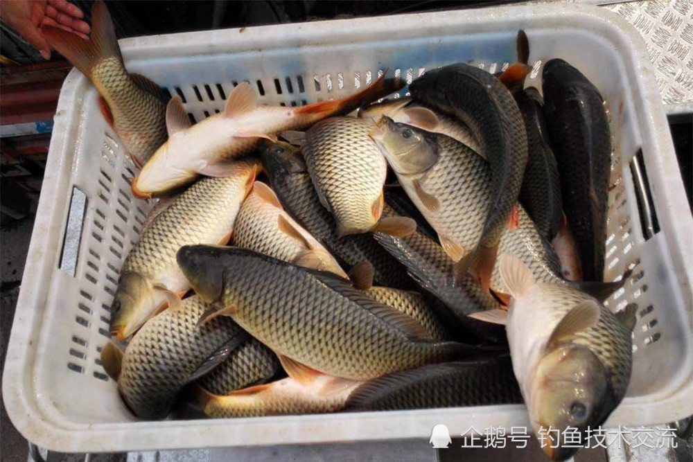 冬季鯉魚喜歡什麼味?在大棚釣鯉魚要點