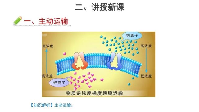 精品课件:批量运输大分子物质或颗粒物.