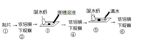 细胞发生质壁分离的