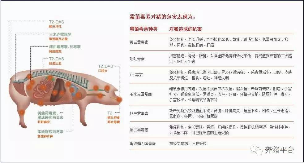 猪群霉菌毒素中毒的危害及解决方案