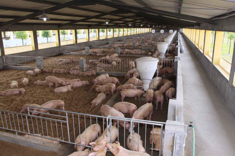 2020上半年生猪养殖_2020年中国饲料养殖产业链年会圆满落幕