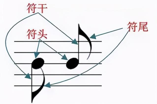 人人都能学会的乐理知识 快速记住五线谱的音符号 符干