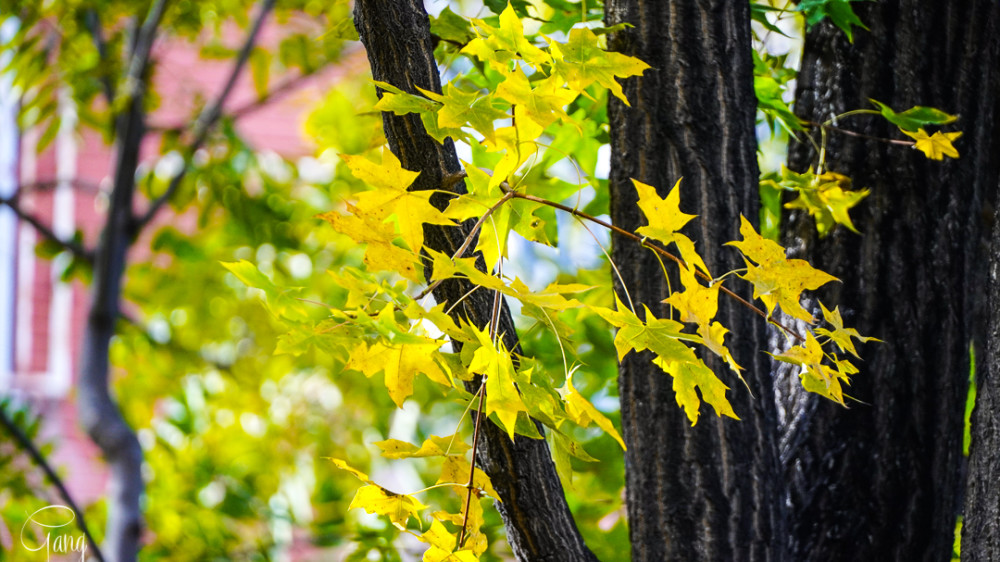 北京|街拍秋天的北京街头，秋意来临时的生活