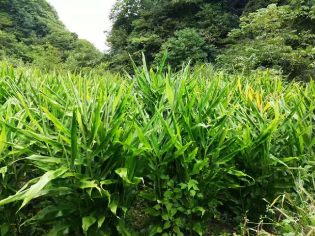 陽荷姜一般生長在山林裡,能經受住惡劣環境的磨鍊,基本上無病蟲害,故