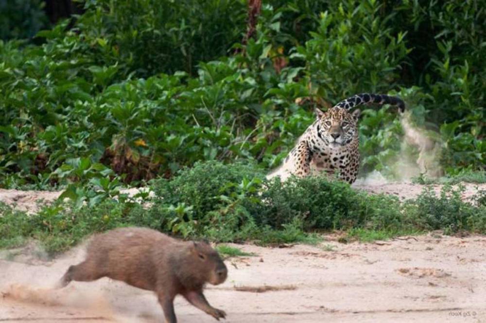 水豚究竟有什么魔力为什么所有动物都想和水豚做朋友