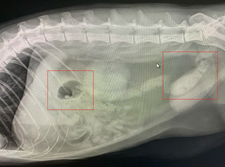 猫咪干呕便秘找不到病因可能是猫毛球症惹的祸