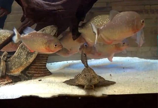 把食人鱼饿7天丢进去条清道夫会怎样结局太诧异了