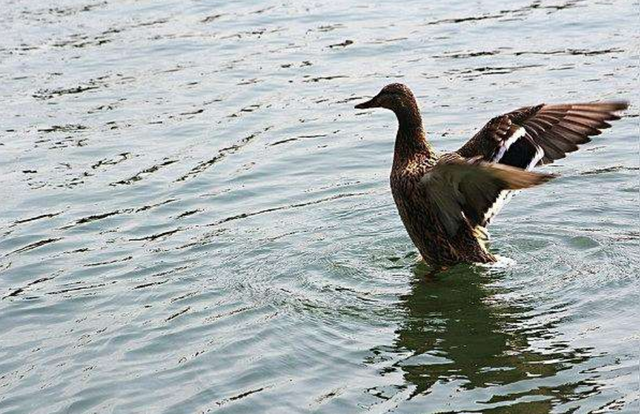 湖面结了厚厚的冰,鸭子一个箭步飞来,下一秒忍住不要笑