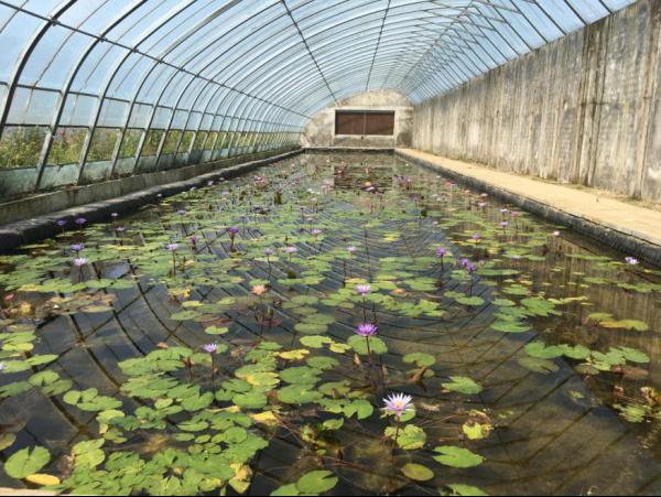 初冬并蒂的睡莲你见过吗