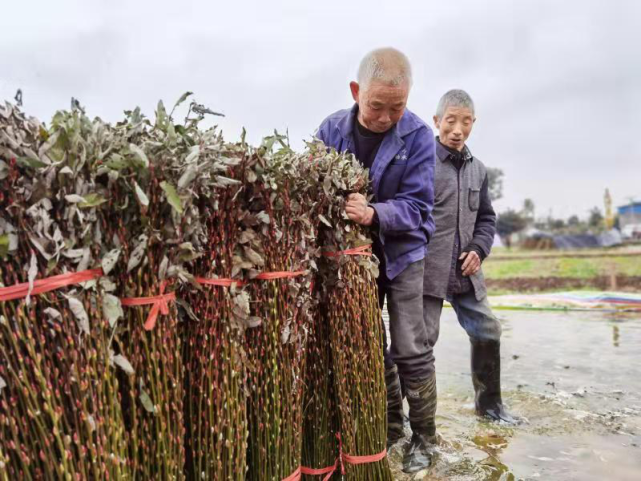 记者在七一村采访时了解到,该村于2019年种植银柳近千亩,属于"短平快"