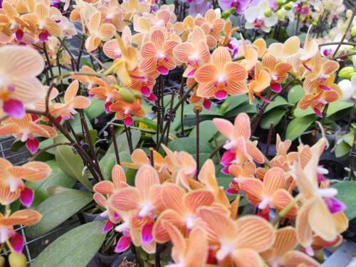 里水镇兰花种植园 郭莹/摄