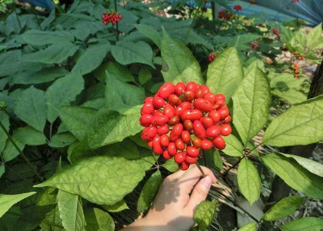 人参|中药材人参高产用什么叶面肥？人参专用叶面肥，人参叶面肥用哪个好？