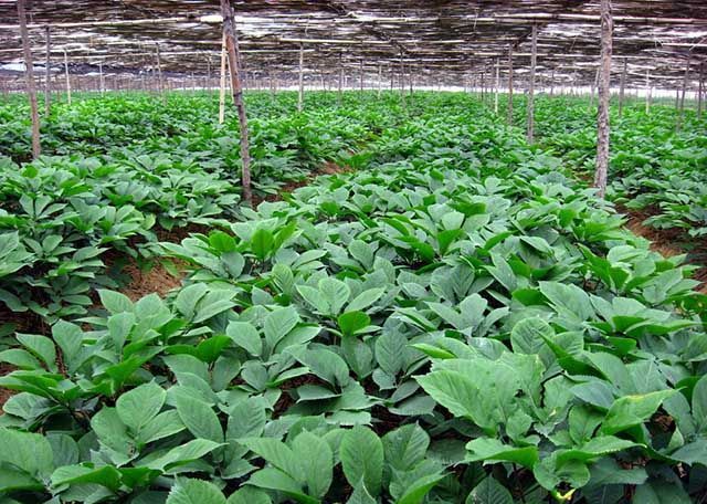 人参|中药材人参高产用什么叶面肥？人参专用叶面肥，人参叶面肥用哪个好？