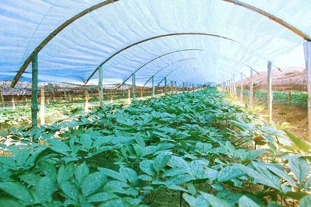 人参|中药材人参高产用什么叶面肥？人参专用叶面肥，人参叶面肥用哪个好？