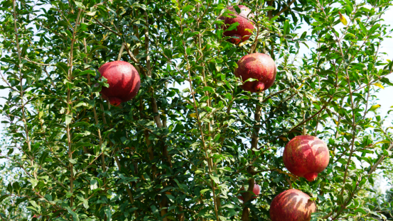 引进种植黑美人石榴宾川县走出特色致富路