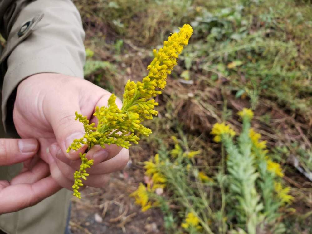花卉|曾卖5元一捆，如今已导致30多种本土植物消亡，还在不断泛滥中