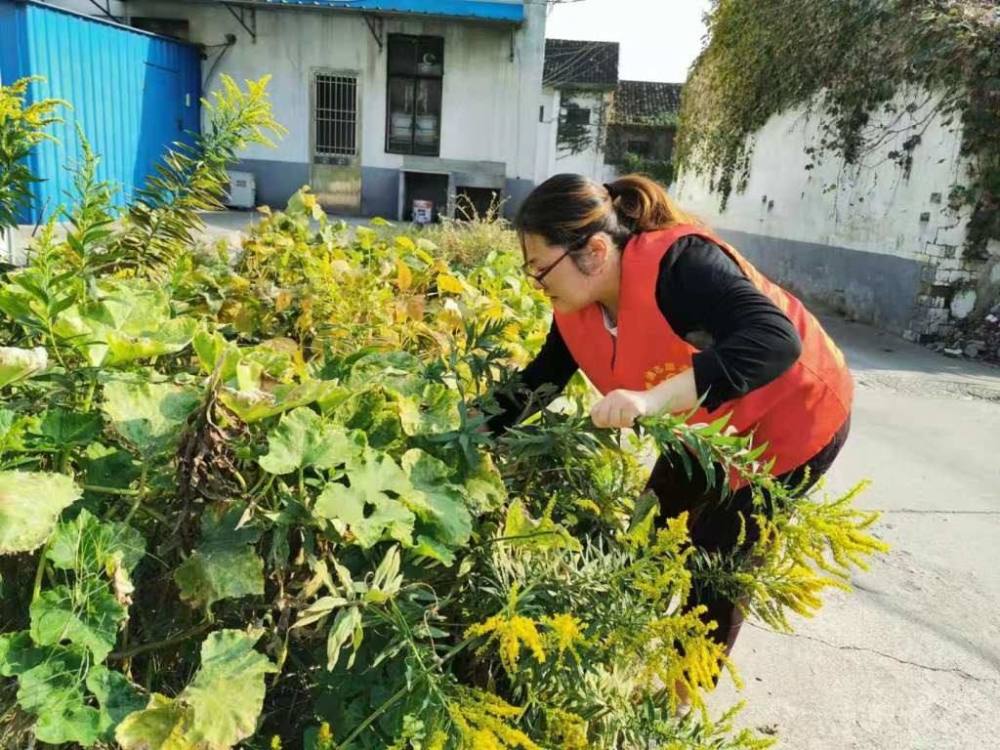 花卉|曾卖5元一捆，如今已导致30多种本土植物消亡，还在不断泛滥中