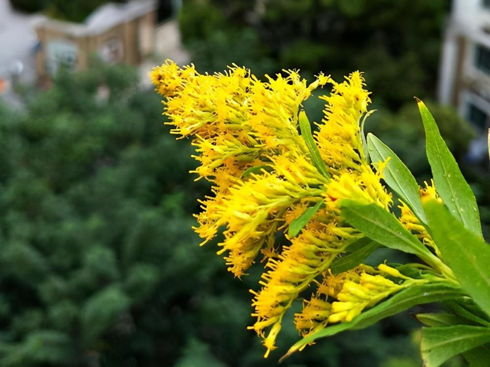 花卉|曾卖5元一捆，如今已导致30多种本土植物消亡，还在不断泛滥中