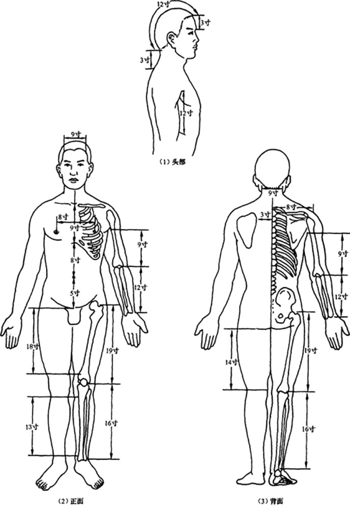 骨度分寸法,是以人体上的骨节作为主要标志,用来测量人体身上各个部位